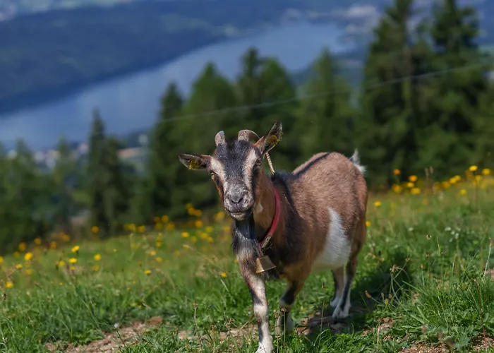 Götzfried-almhütte - Alleinlage Mit Panoramablick Am Millstätter *